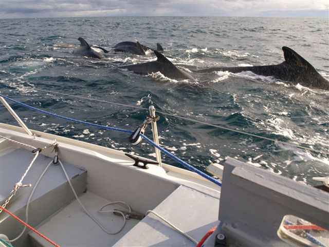  Arriving in groups of five or six or ten...